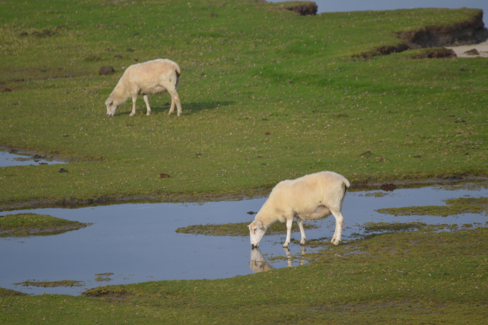 kissing sheep