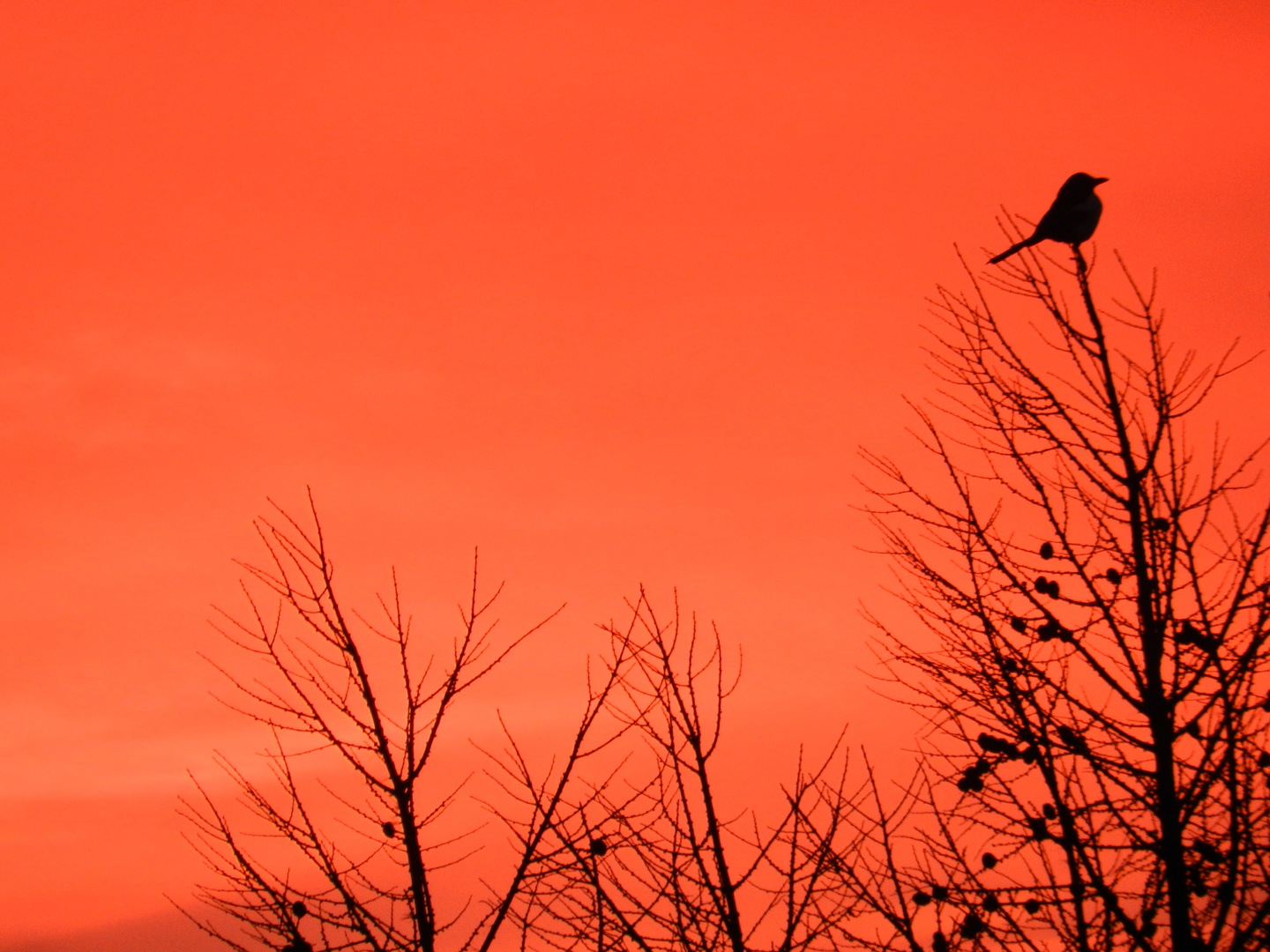 kissing the sun