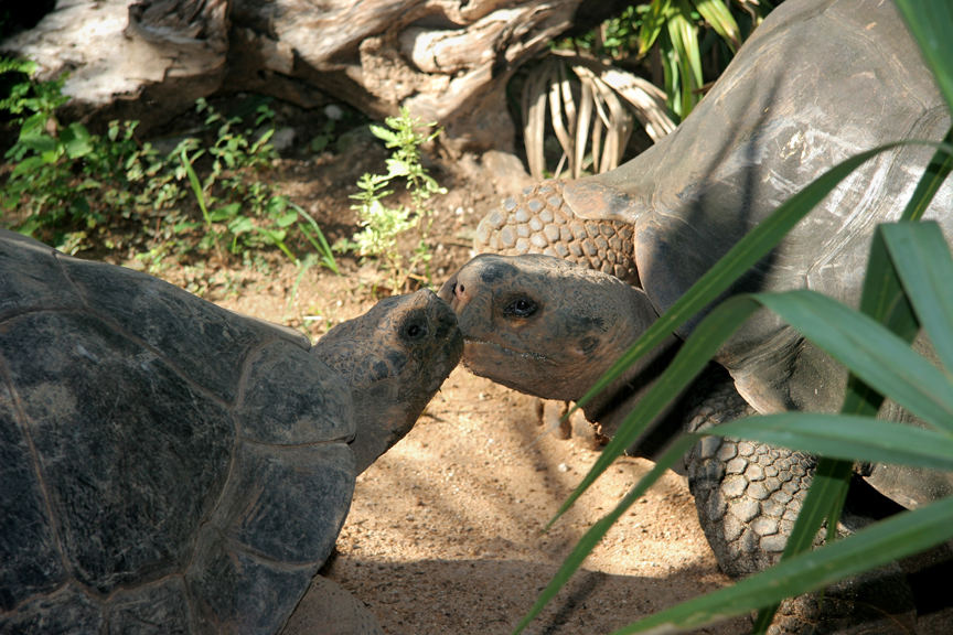 Kissing Tortoises