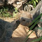 Kissing Tortoises