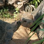 Kissing Tortoises