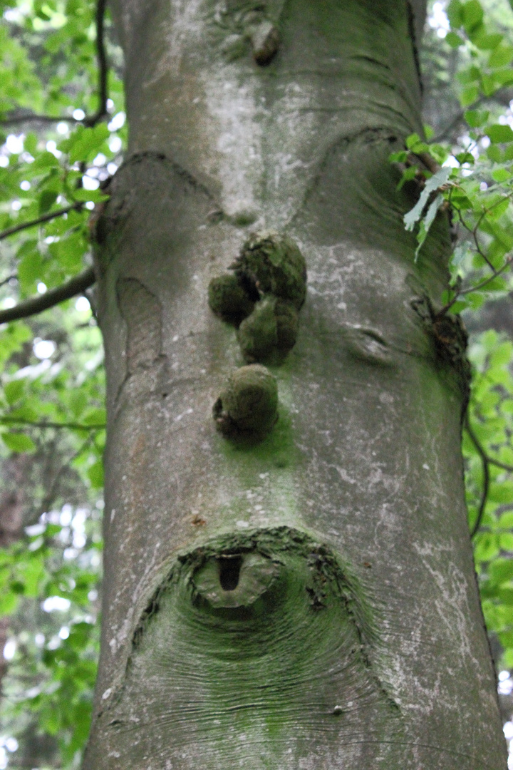 Kissing Tree