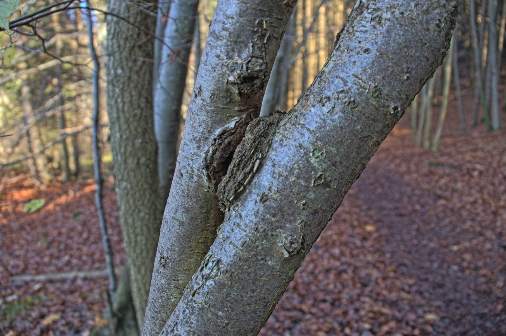 Kissing trees