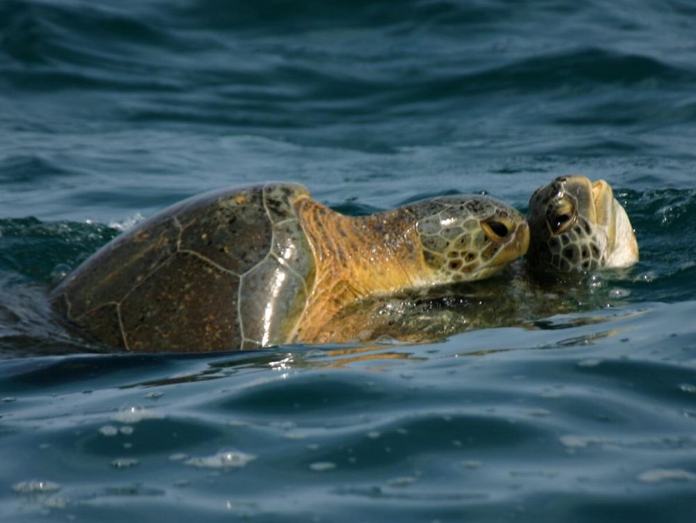 Kissing Turtles