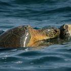 Kissing Turtles