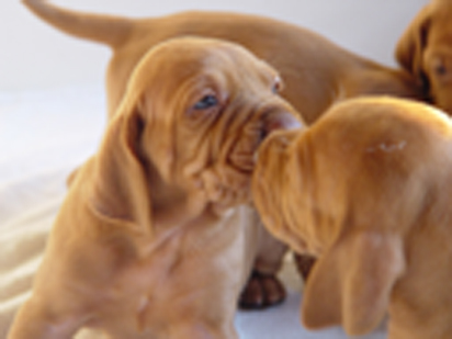 kissing vizsla