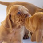 kissing vizsla