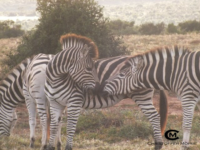 Kissing Zebra