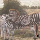 Kissing Zebra