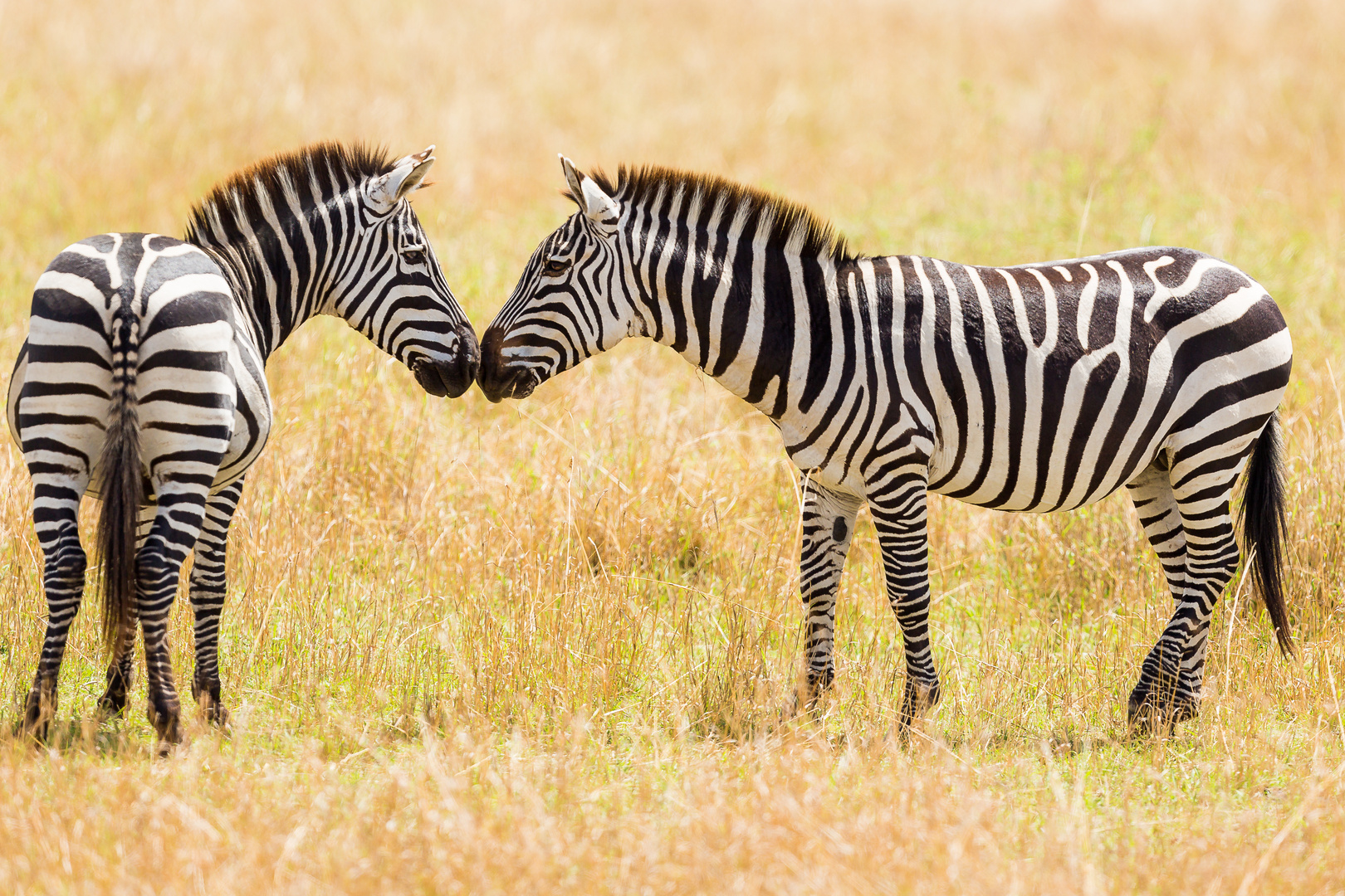 Kissing Zebras