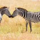 Kissing Zebras