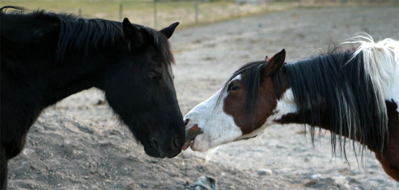 Kissy kissy