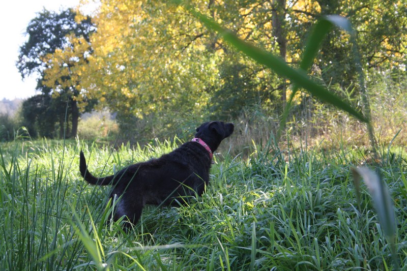 Kissy schaut in die Natur