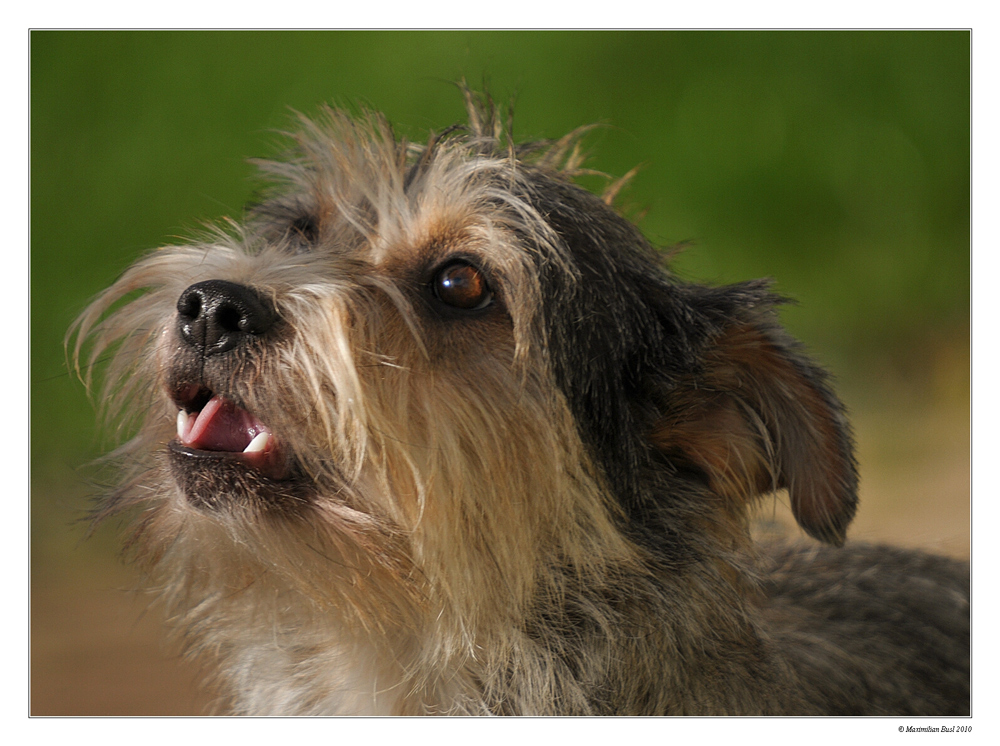 Kissys Nase im Herbstwind