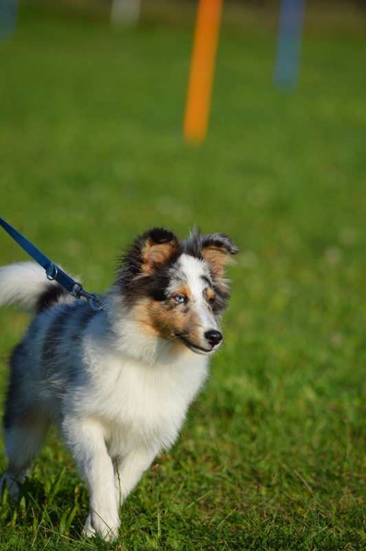 Kit in der Hundeschule