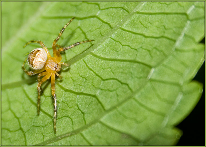 Kit- Tarantula ...