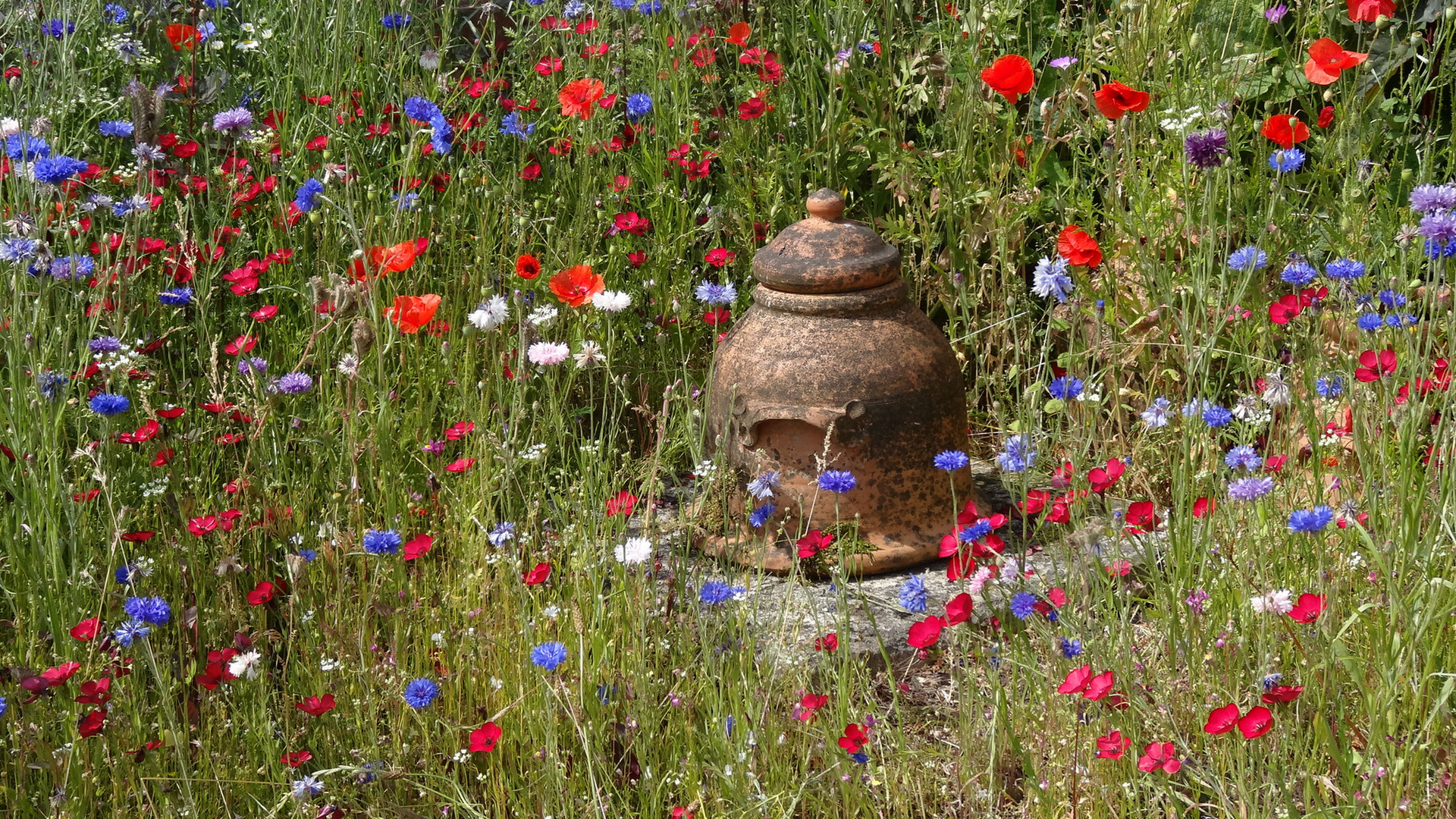 Kitchen Garden , Arundel