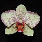 Kitchen Orchid