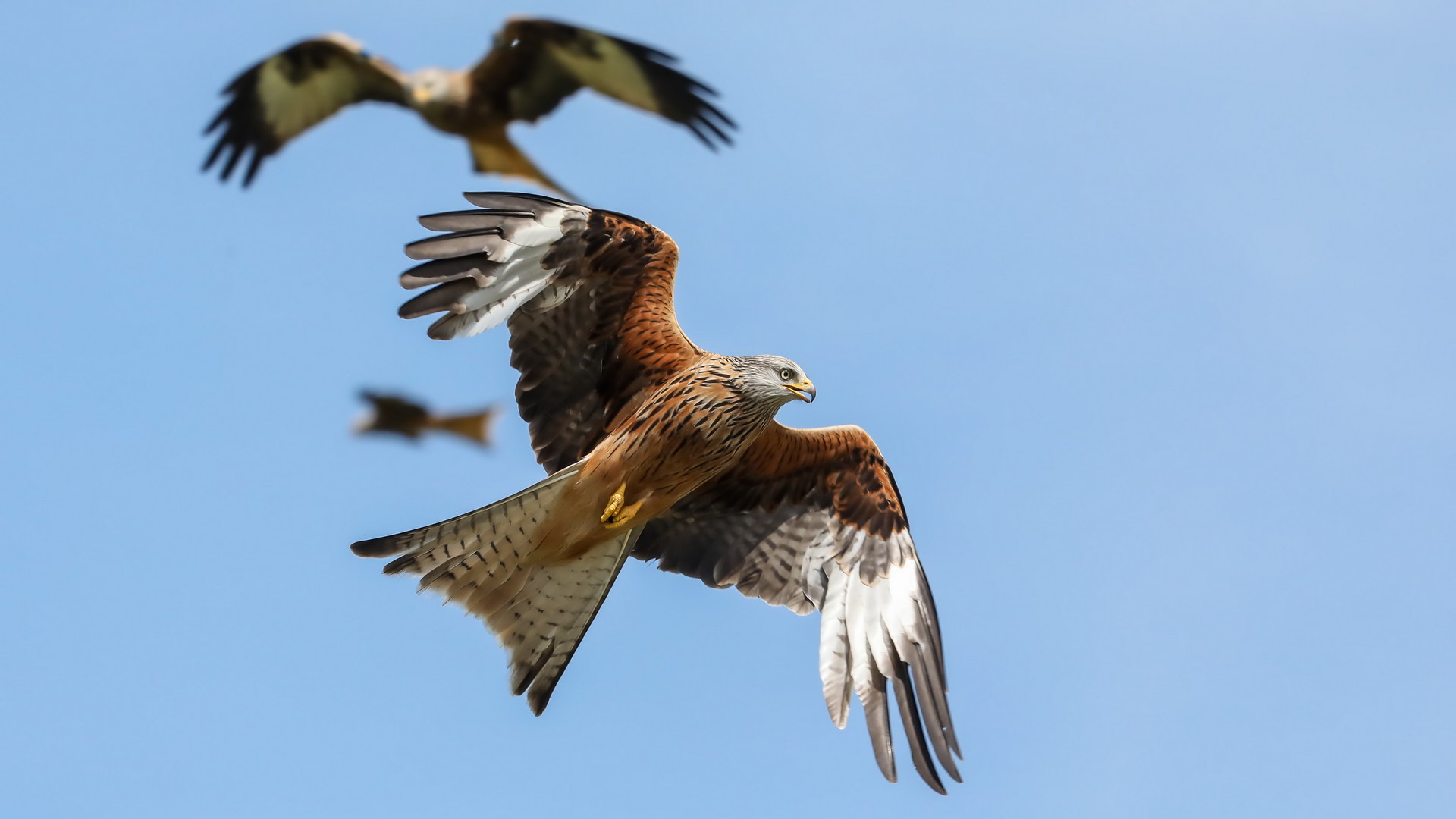 Kite Feeding 1