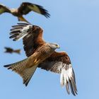 Kite Feeding 1