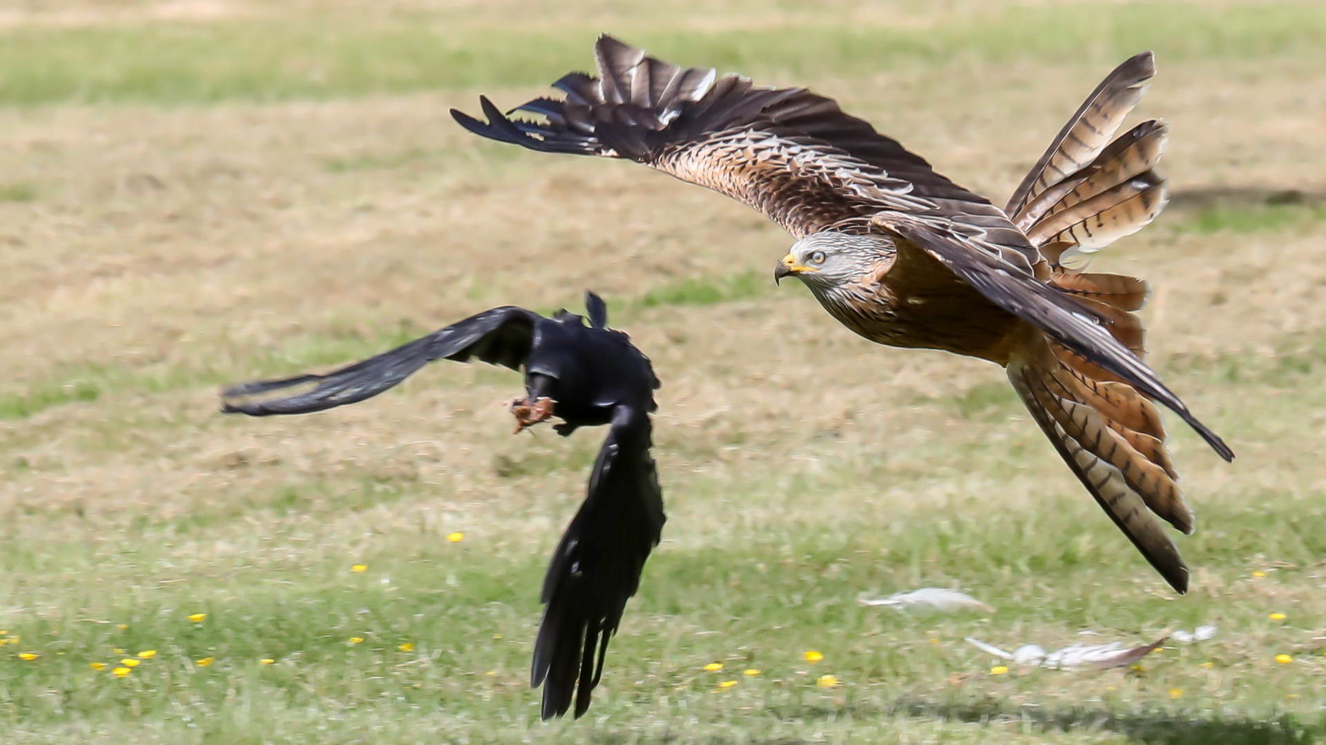 Kite Feeding 3