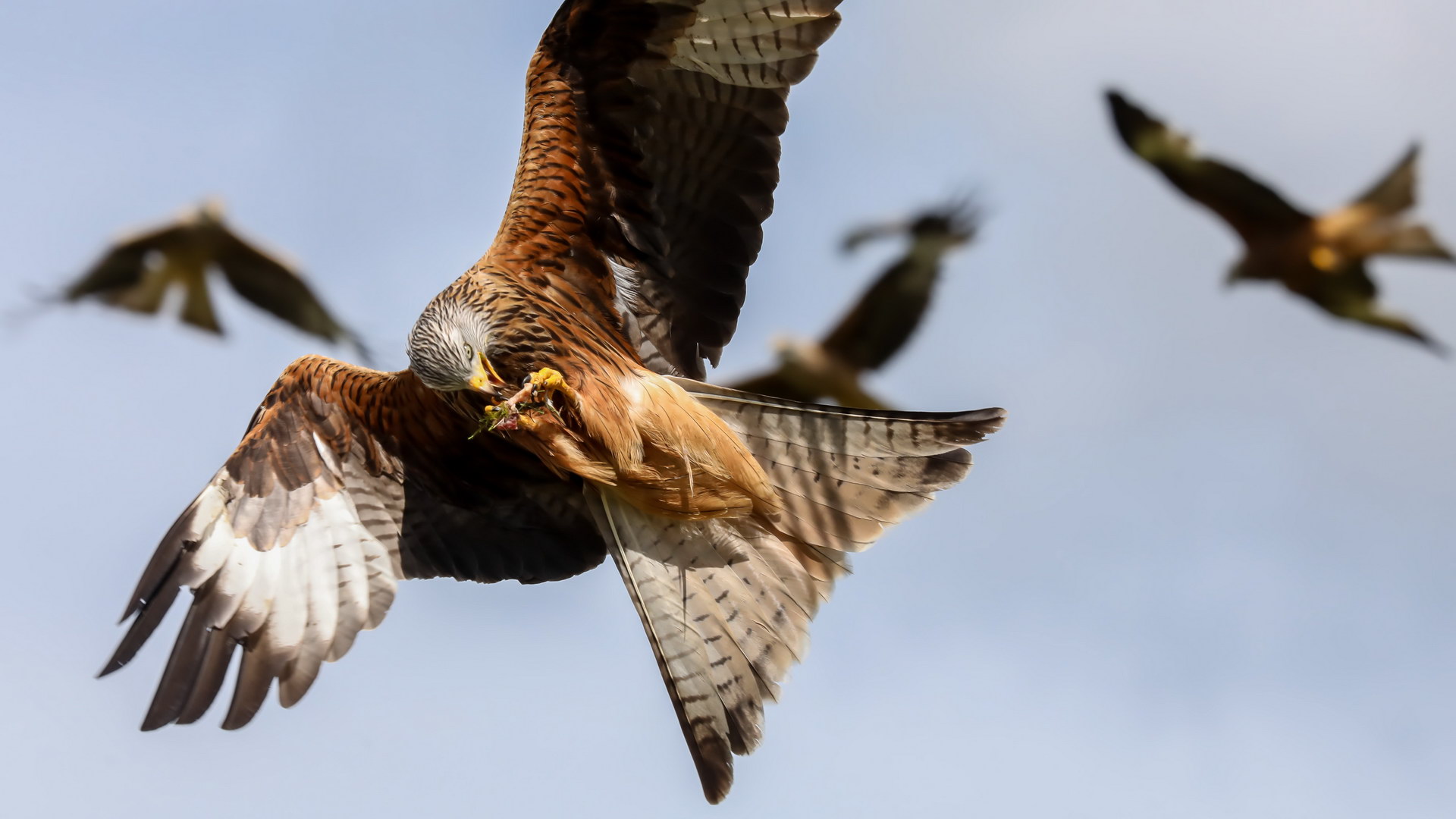 Kite Feeding 4