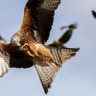 Kite Feeding 4