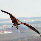 kite flight