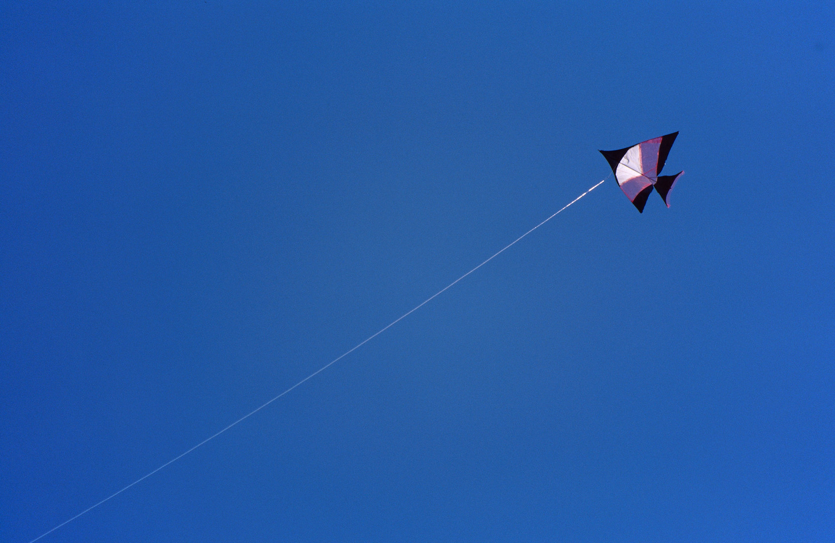 Kite on Bali