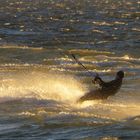 Kite-Surfen in der Abendsonne