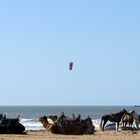 Kite-Surfer mit Dromedaren