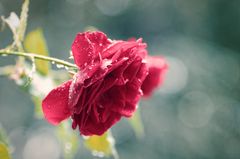 Kitsch mit Regen und Rose