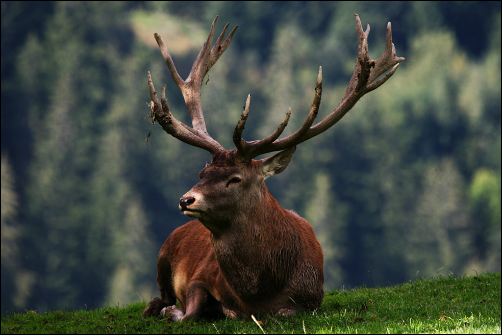 Kitschiger Hirsch vor Fototapete