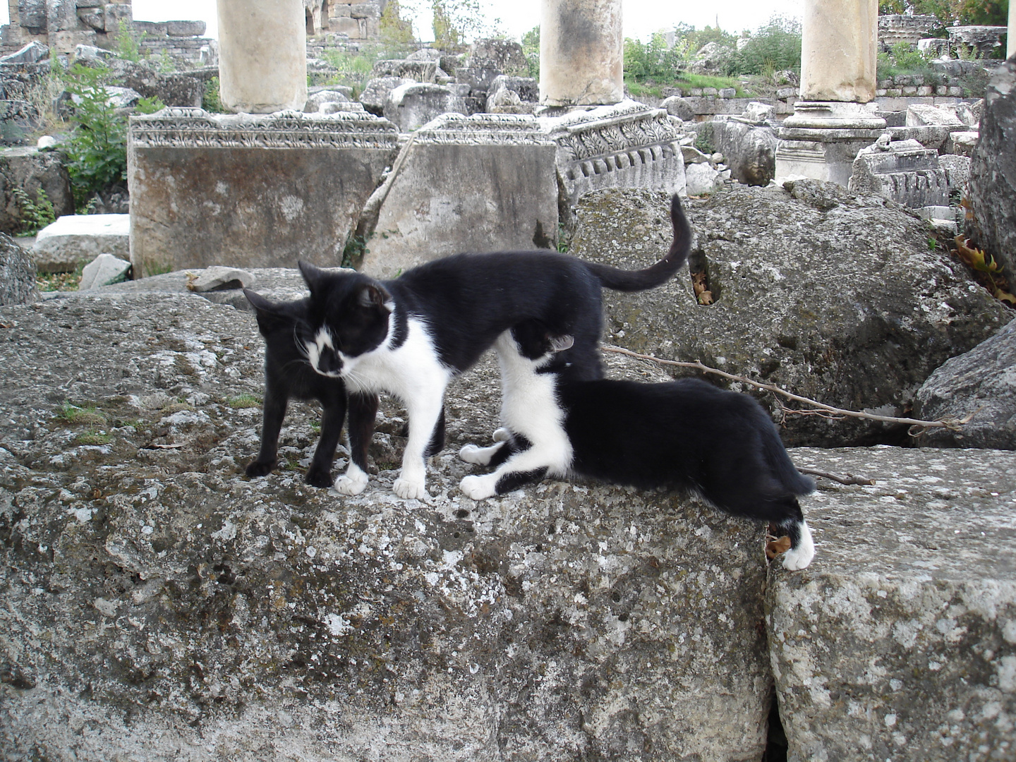 kitschiges Katzenfoto Nr. 1