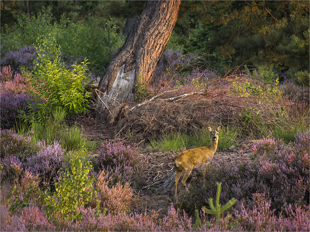 kitschpostkarte aus der mehlinger heide