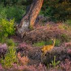 kitschpostkarte aus der mehlinger heide