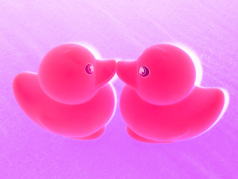 kitschy kissing ducks (negative pink)