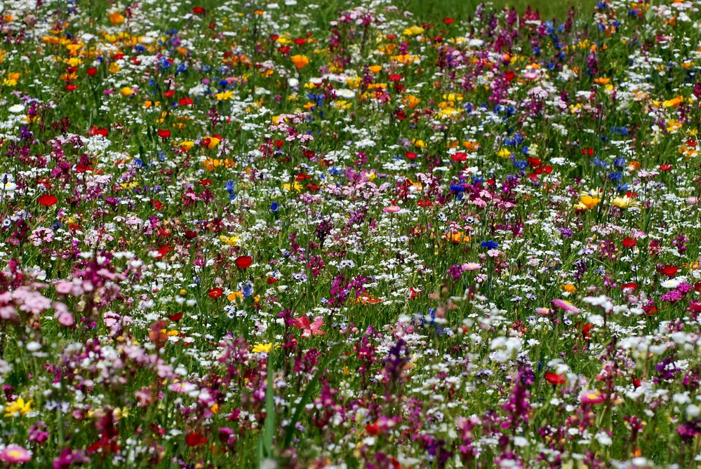 Kittelschürzenmuster - Blumenwiese