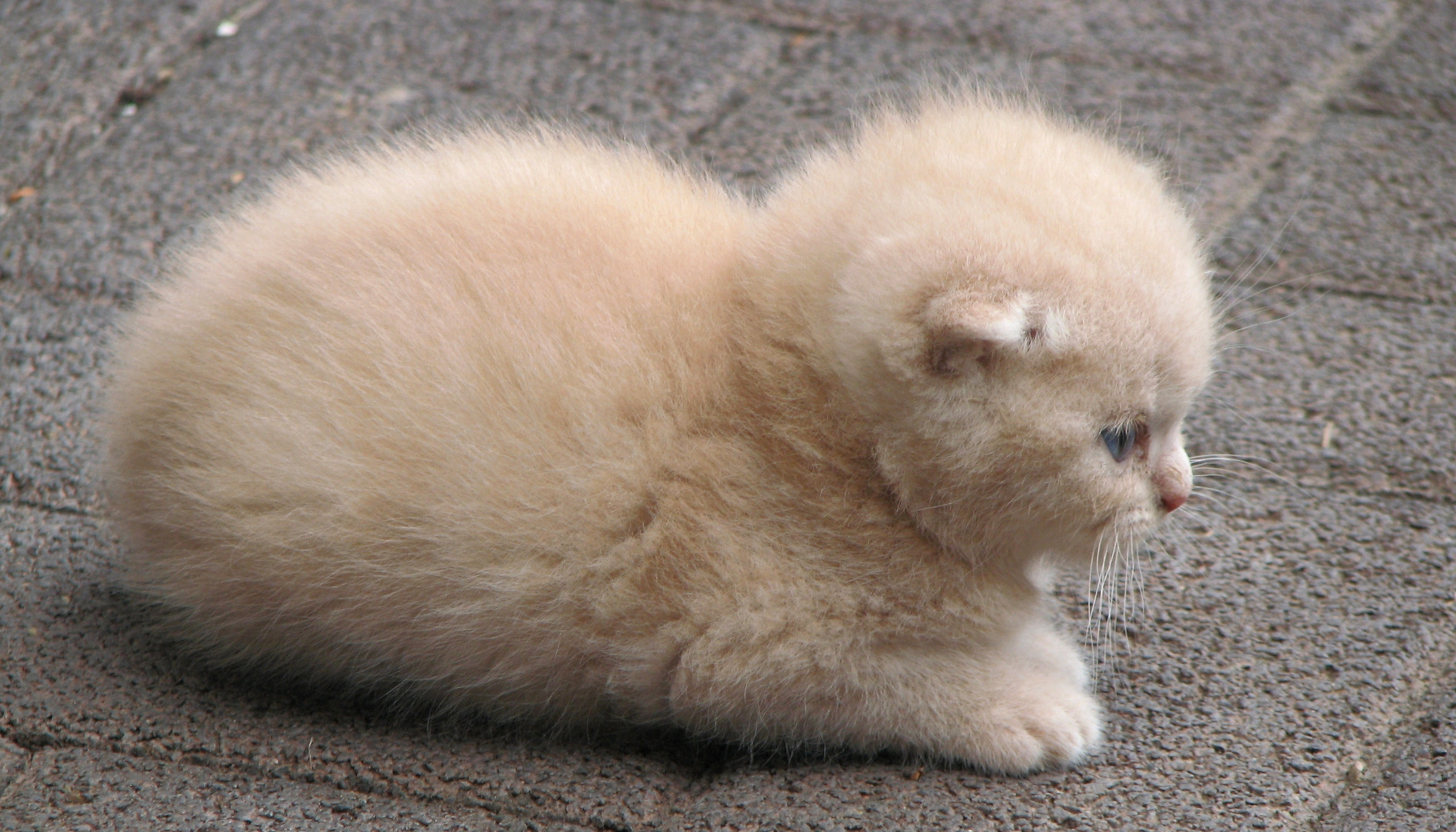 Kitten Foto & Bild natur, tiere, haustiere Bilder auf