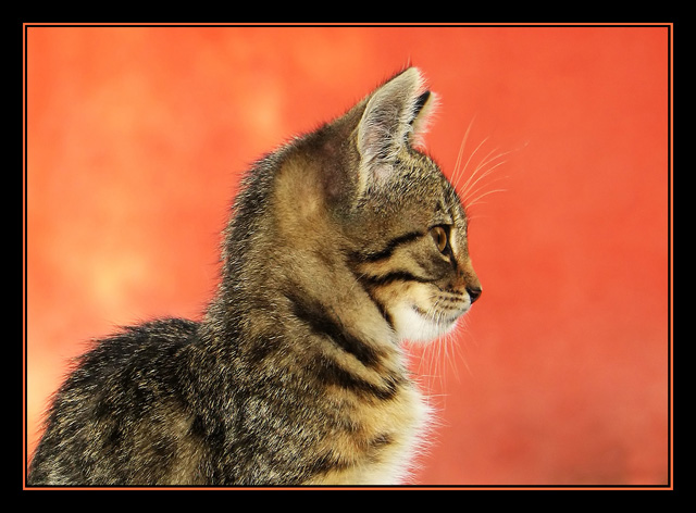 Kitten