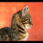 Kitten