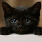 Kitten