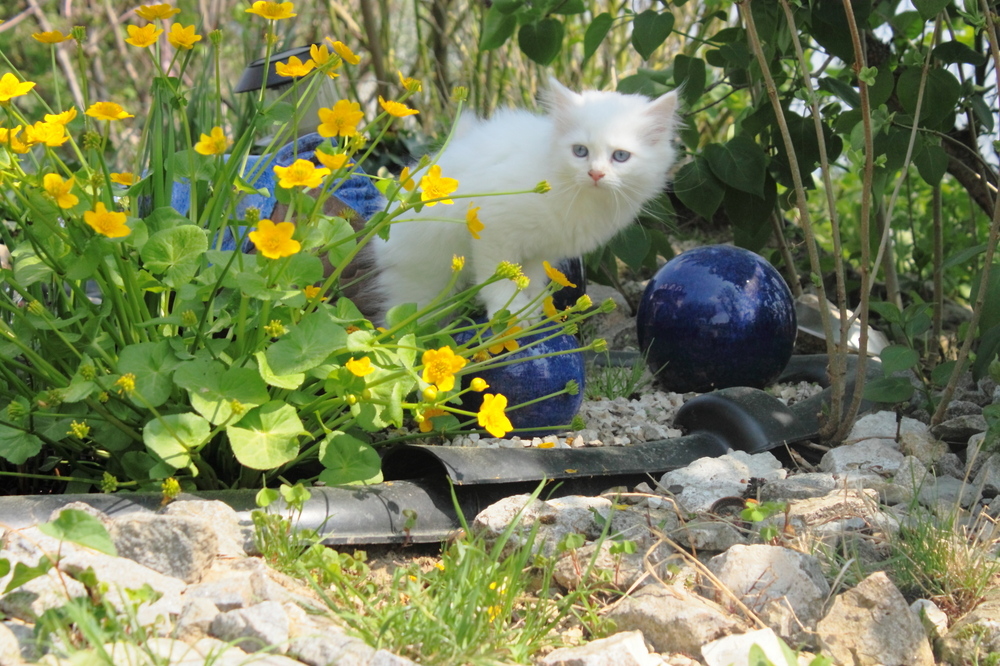 Kitten am Teich