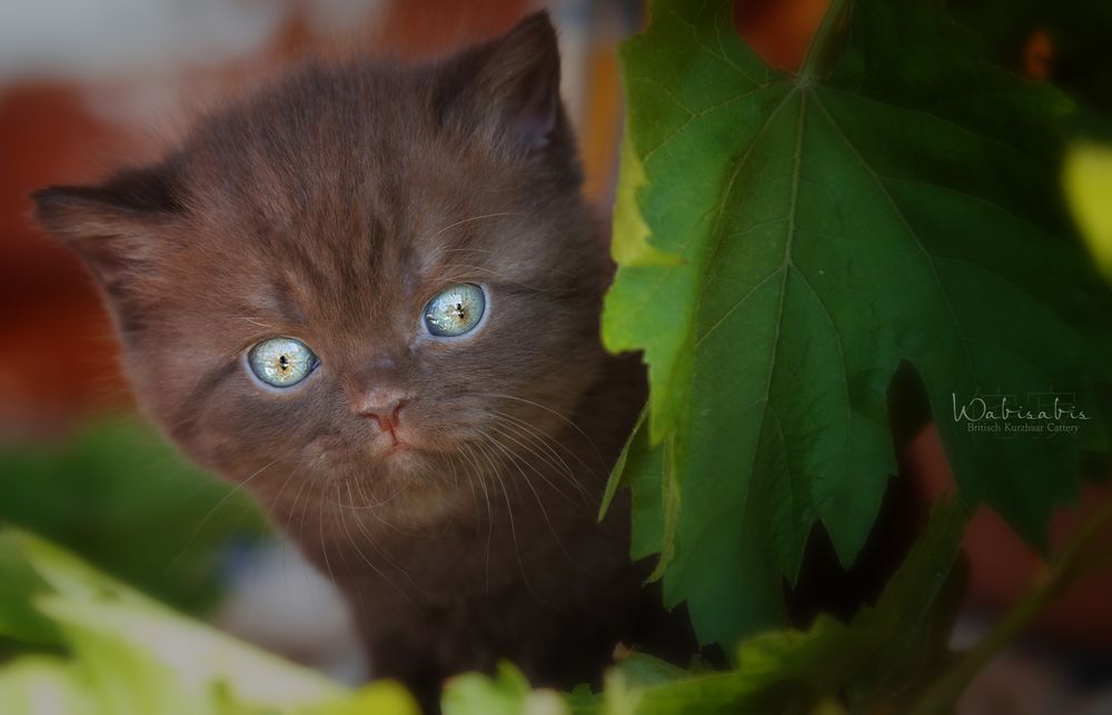 Kitten auf Entdeckertour...