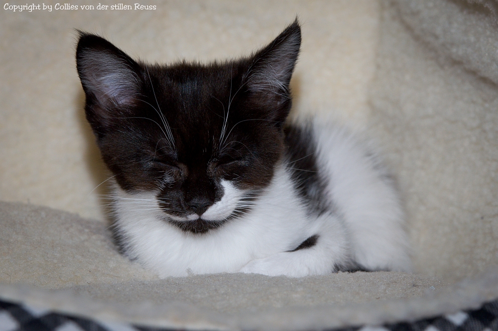 Kitten beim Nickerchen