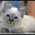 Kitten Blue Eye II