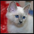 Kitten Blue Eye - The next Generation