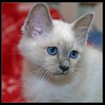 Kitten Blue Eye - The next Generation