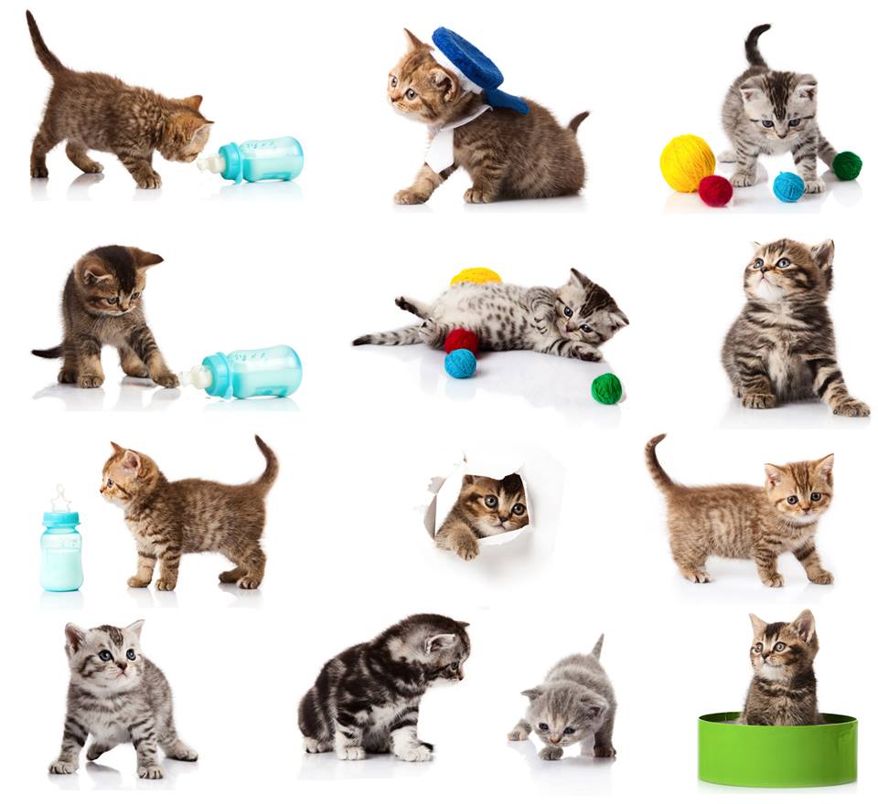 Kitten Collection