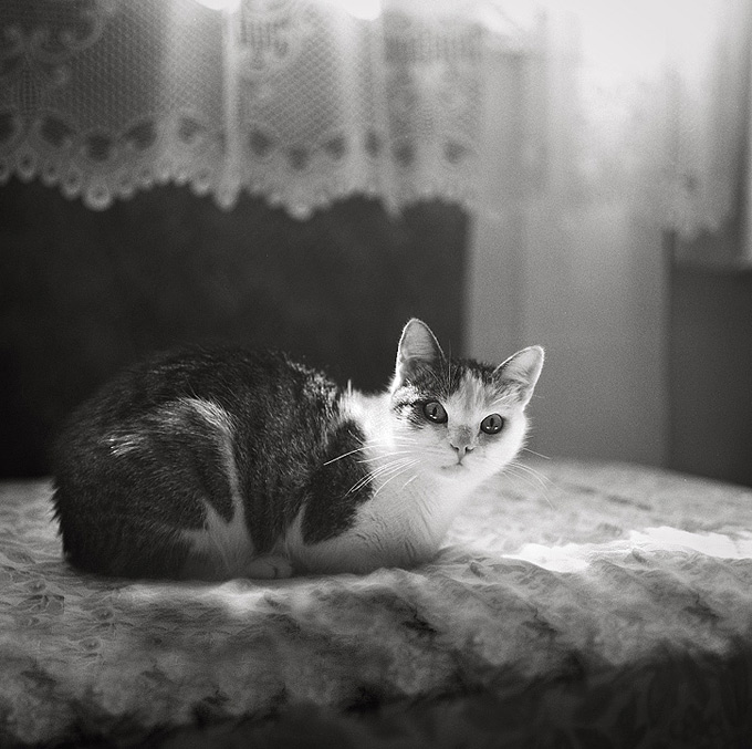 kitten in backlight